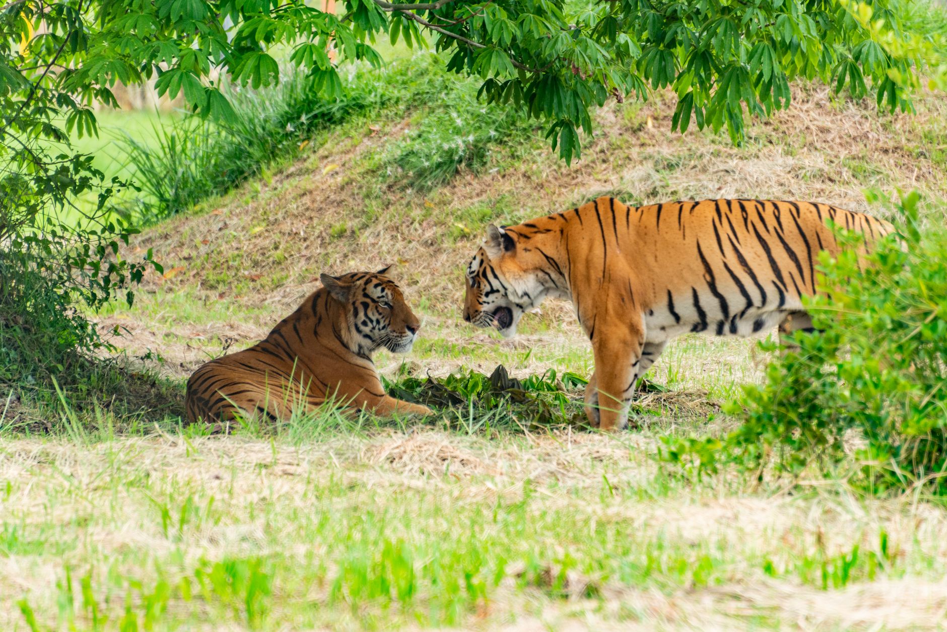 Disha Tiger reunion: The Real Story Behind Their Meeting