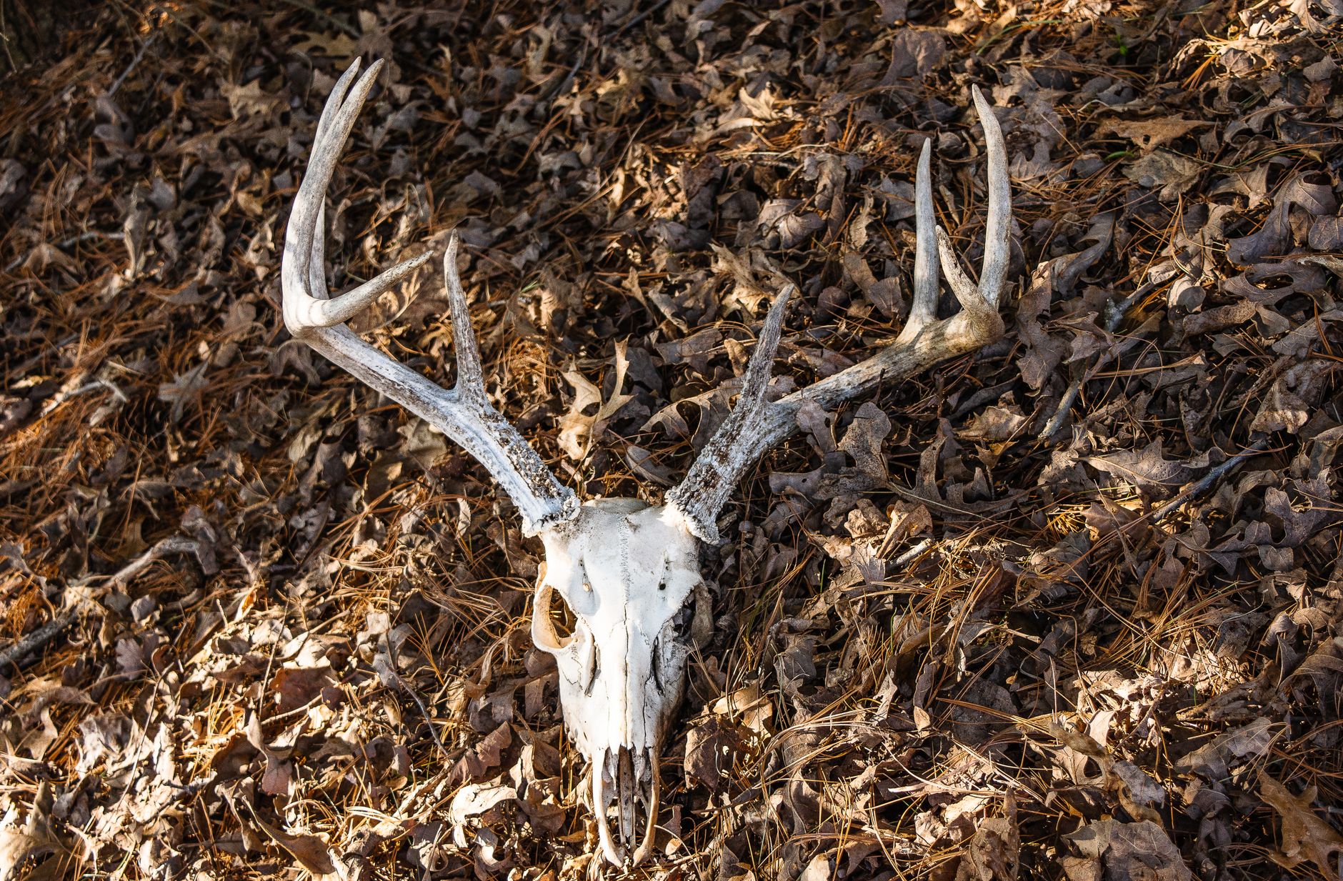 Oregon deer hunting incident